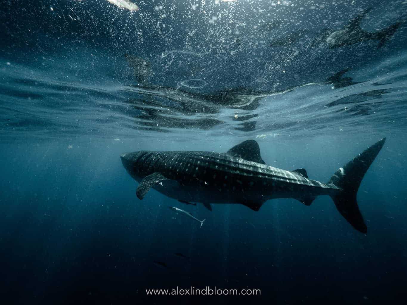 Fascinating Facts About Whale Sharks