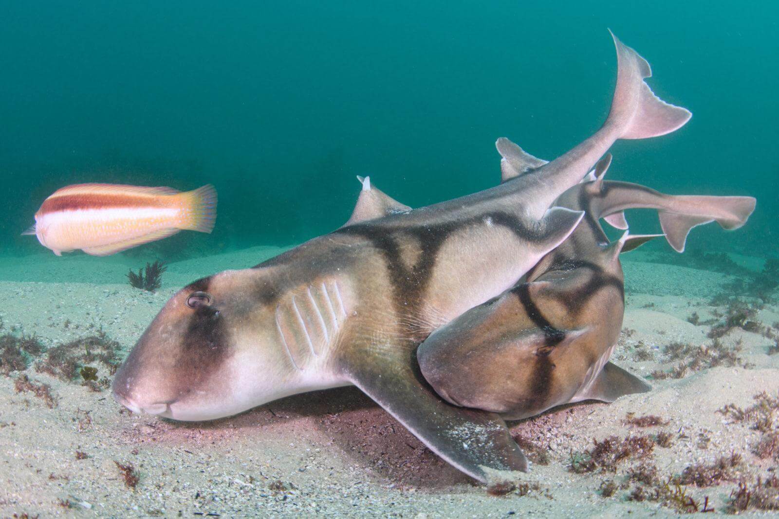 Female shark x male diver