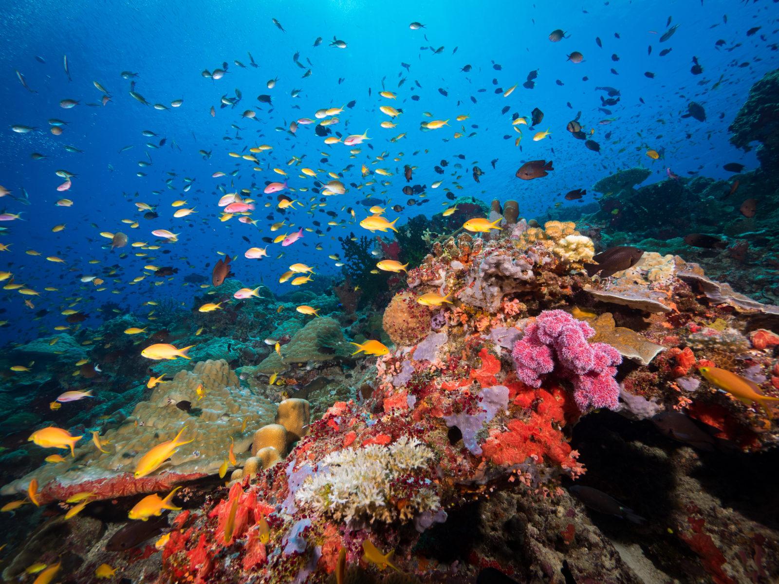 12 Great Reasons To Add PNG To Your Bucket List | Scuba Diver Mag