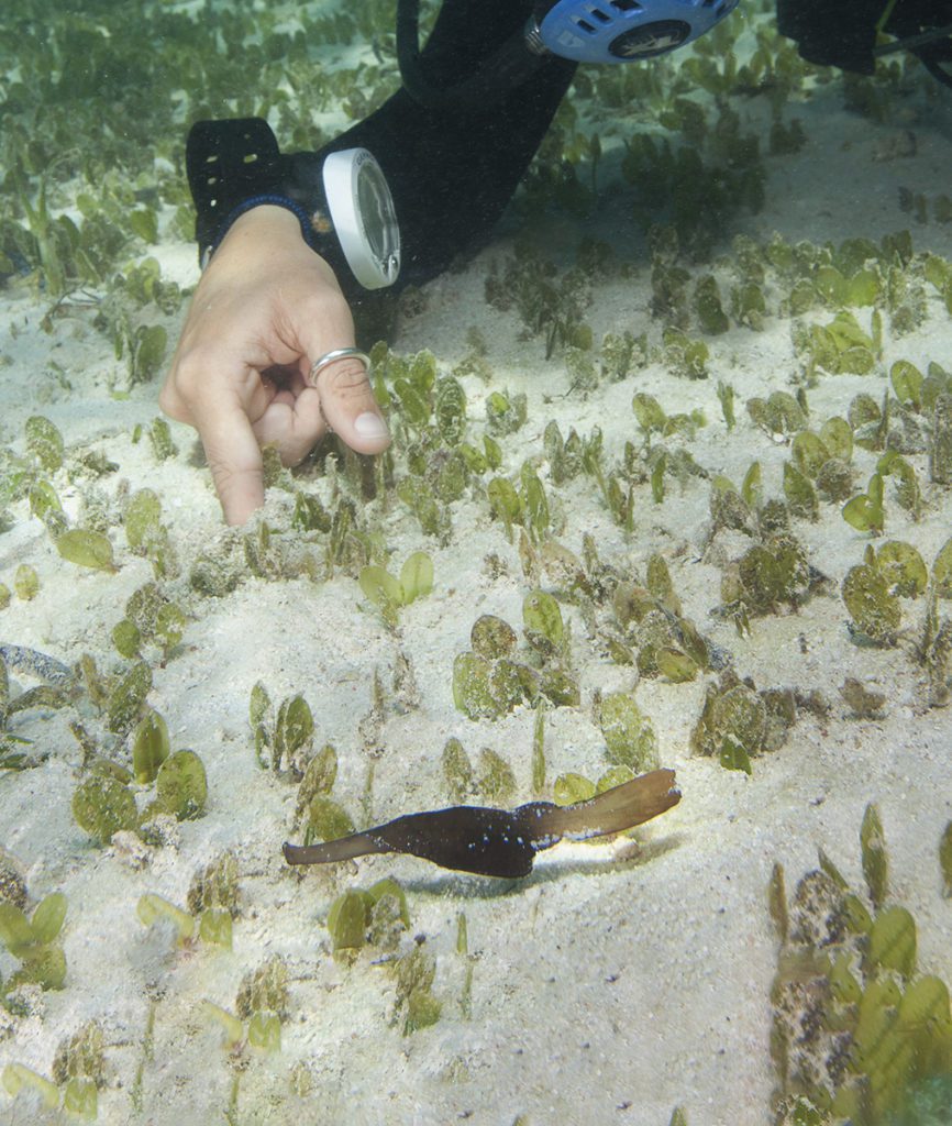 Discover the Wonders of Wakatobi's Seagrass Meadows