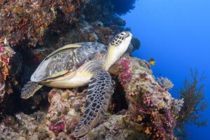 Green turtle on Wakatobi Dive Resort's House Reef