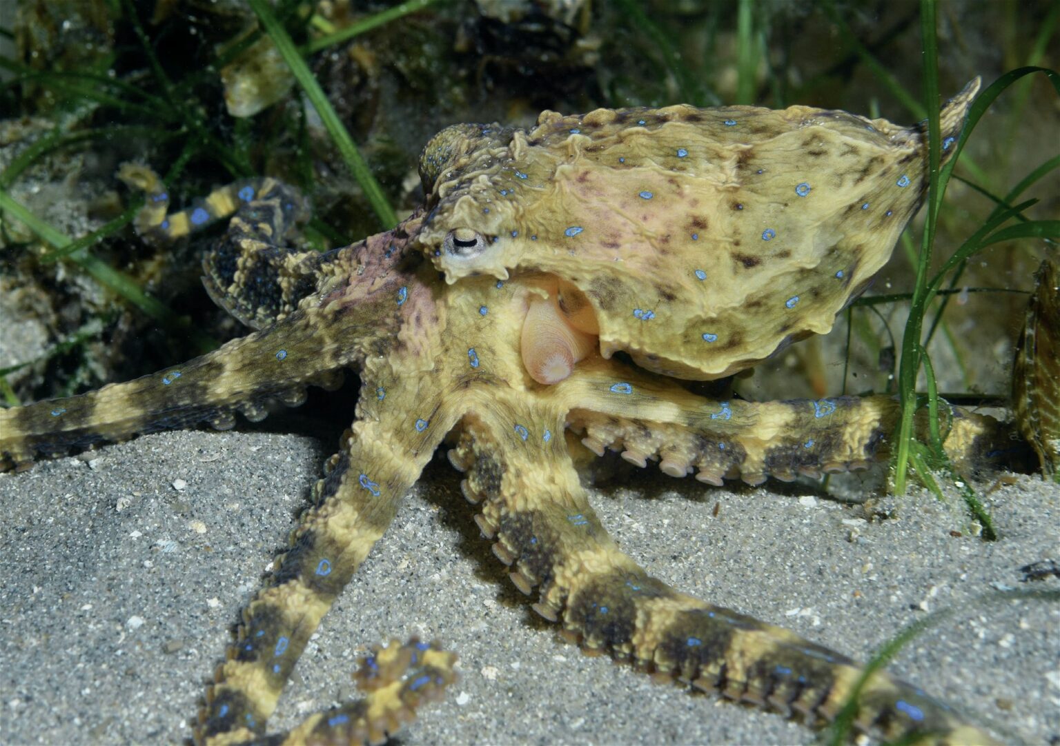 Blue-Ringed Octopus Fact File (teacher made) - Twinkl