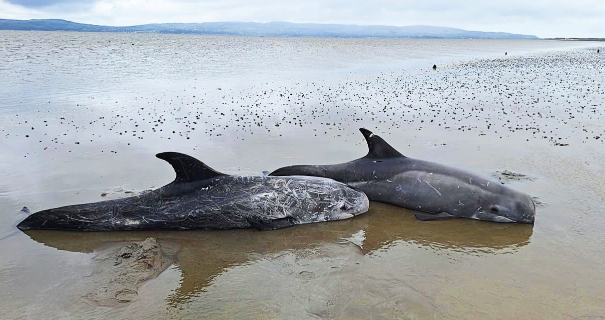 The two stranded Risso’s dolphins at Lough Foyle (Dog Leap Animal Charity)