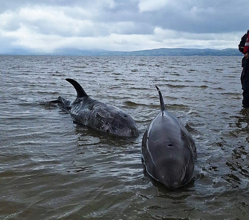 The task of moving the dolphins became easier as the tide came in (Dog Leap Animal Charity)