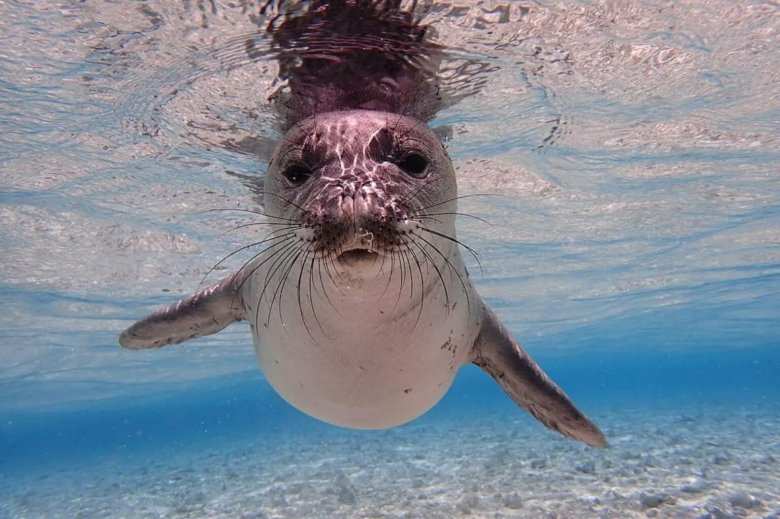 Hawaiian monk seal (NOAA)